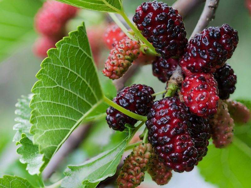 Шелковица купить саженцы из питомнике в Орехово-Зуево