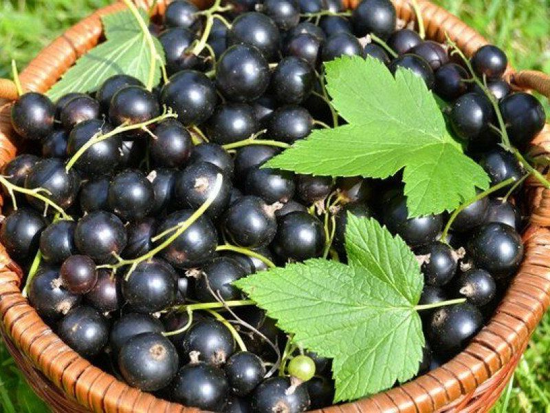 Смородина купить саженцы из питомника в Орехово-Зуево