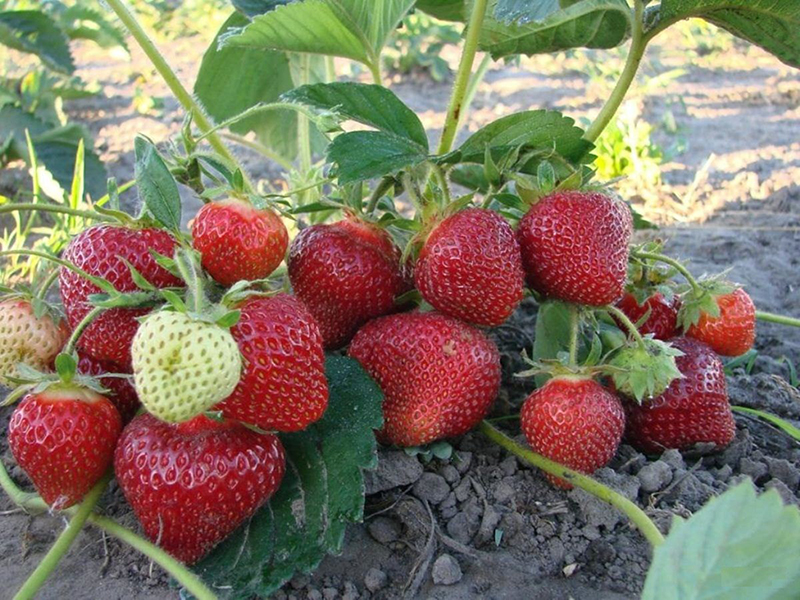 Клубника купить саженцы из питомника в Орехово-Зуево