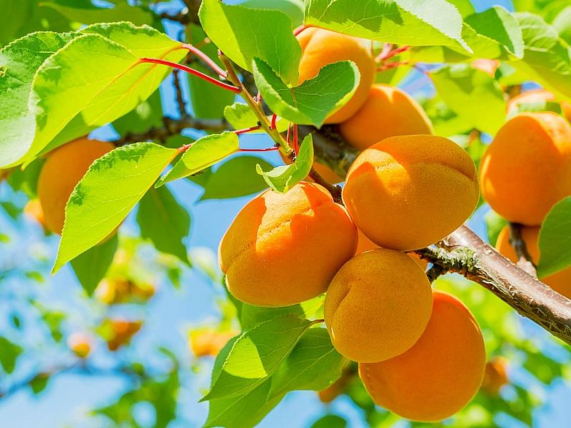 Абрикос купить саженцы из питомнике в Орехово-Зуево