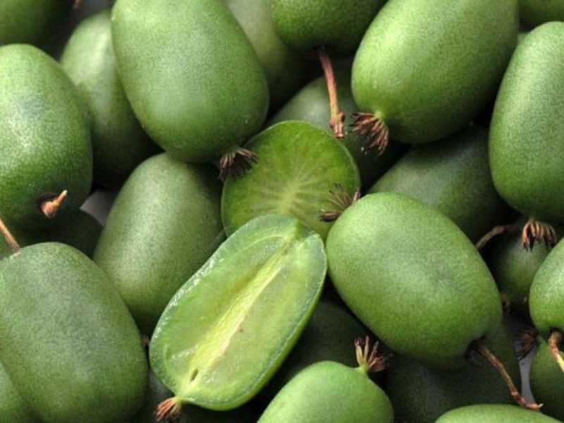 Актинидия купить саженцы из питомнике в Орехово-Зуево