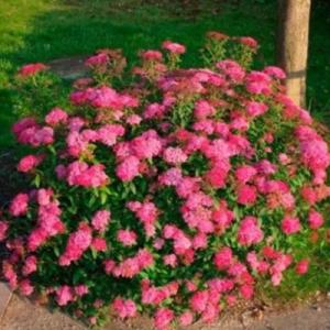 Спирея "ДАРТС РЕД" (стакан Р9)