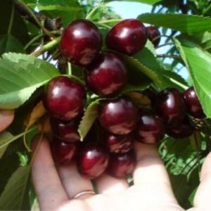 Черешня "ХЕЛЕНА"