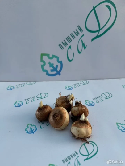 Крокус МИКС 15шт.