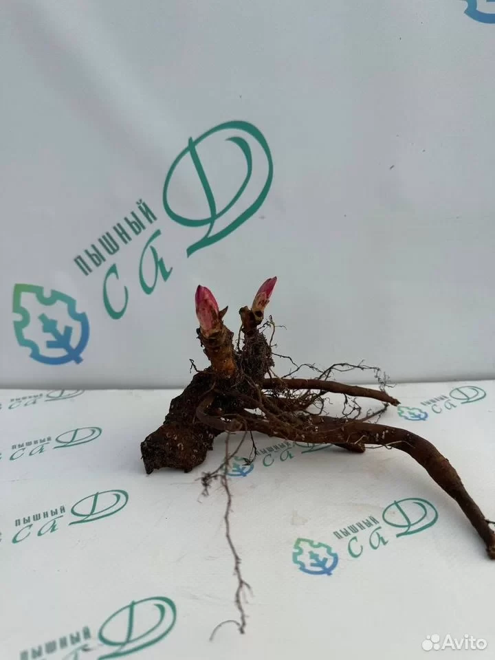 Пион "ПАТИО МОСКВА"