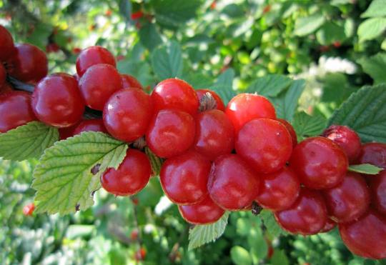 Войлочная вишня "НАТАЛИ" среднего срока созревания